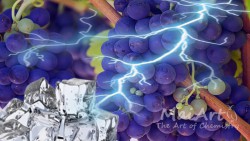 Aromat frozen grapes
